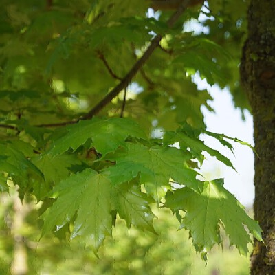 Acer platanoides 'Autumn Blaze'